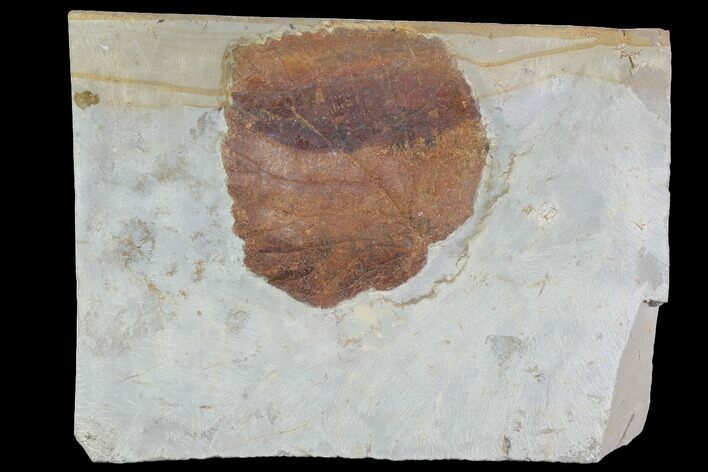 Detailed Fossil Leaf (Davidia) - Glendive, Montana #95217